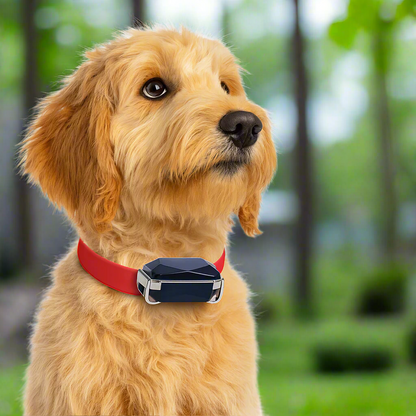 Collar de cuero para mascotas con rastreador GPS en tiempo real