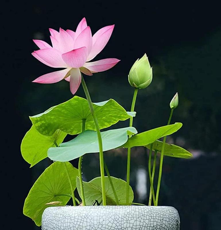 Flor de loto | Semillas de loto para una belleza sin esfuerzo en el estanque en días