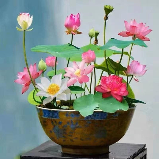 Flor de loto | Semillas de loto para una belleza sin esfuerzo en el estanque en días