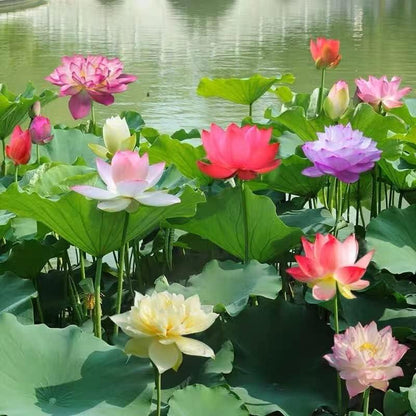 Flor de loto | Semillas de loto para una belleza sin esfuerzo en el estanque en días