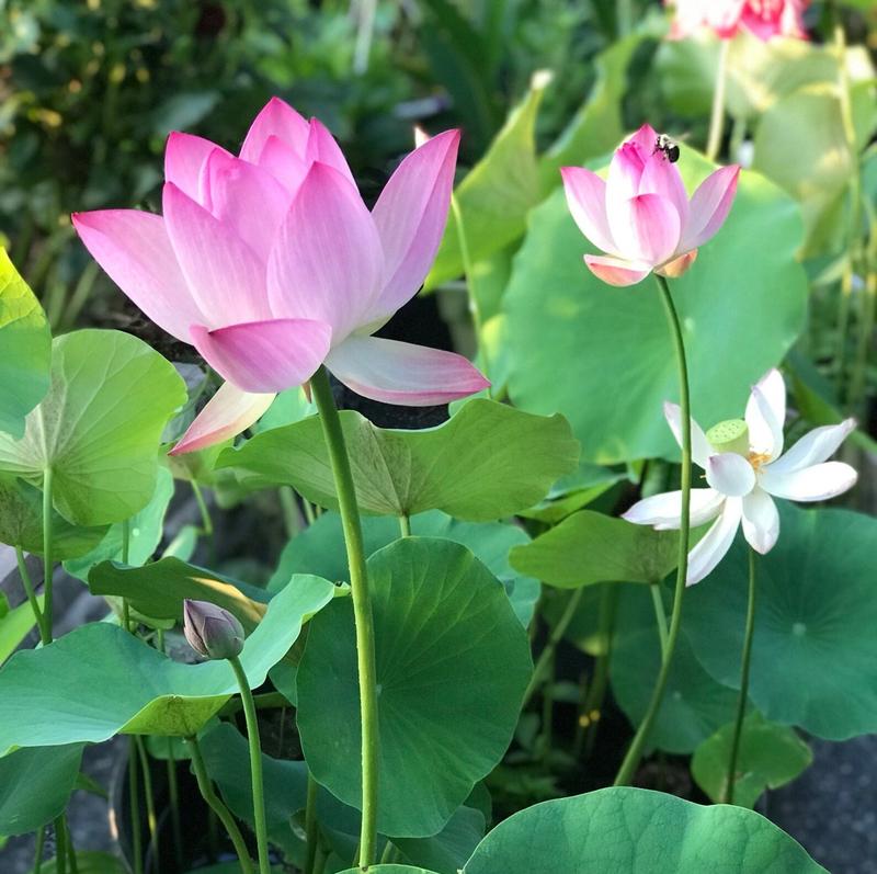 Flor de loto | Semillas de loto para una belleza sin esfuerzo en el estanque en días