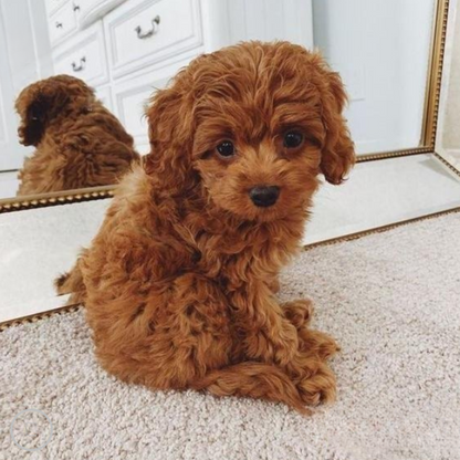 Cojín de abrazo Juguete de cachorro de peluche realista