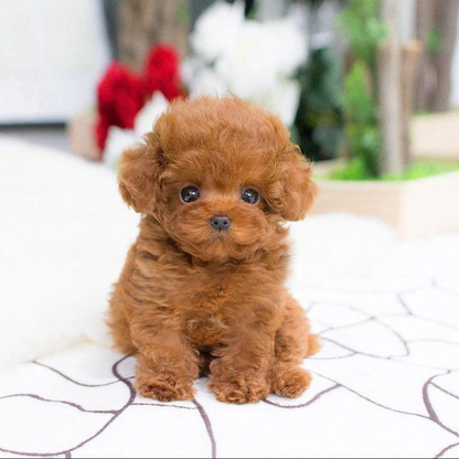 Cojín de abrazo Juguete de cachorro de peluche realista